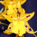 Rhynchostele bictoniensis x Zelenkoa onusta, orchid hybrid flower, yellow flower, Pacific Orchid Expo 2022, Golden Gate Park, San Francisco, California