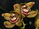 Cymbidium Horizon x tracyanum, orchid hybrid flowers, Pacific Orchid Expo 2023, Golden Gate Park, San Francisco, California