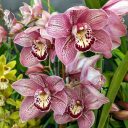 Cymbidium Kirby Lesh 'Cinnabar' AM/AOS S/CSA, orchid hybrid flowers, Pacific Orchid Expo 2023, Golden Gate Park, San Francisco, California