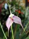 Masdevallia Flamenco, orchid hybrid flower, white and purple flower, Pacific Orchid Expo 2023, Golden Gate Park, San Francisco, California