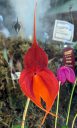 Masdevallia veitchiana 'Bob', orchid species flower, orange and purple flower, pleurothallid, Pacific Orchid Expo 2023, Golden Gate Park, San Francisco, California