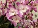 Dendrobium kingianum, Pink Rock Orchid, orchid species flowers, fragrant flowers, Gold Coast Cymbidium Society Show, Cymbidium Orchid Show 2023, Redwood City, California