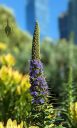 Pride of Madeira, Echium candicans, flower spike with small purple flowers, Salesforce Park, Salesforce Tower, Financial District, San Francisco, California