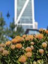 Veldfire Pincushion, Leucospermum 'Veldfire' flowers with skyscraper in background, Salesforce Park, Salesforce Tower, Financial District, San Francisco, California