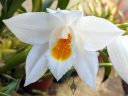 Coelogyne mooreana, orchid species flower, white flower, grown outdoors in Pacifica, California