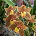Cymbidium (Fifi x Hokey Pokey) 'Dos Amigos', orchid hybrid flowers, Gold Coast Cymbidium Society Show, Cymbidium Orchid Show 2023, Redwood City, California