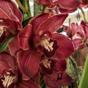 Cymbidium Pele 'Kilauea', orchid hybrid flowers, red flowers, Gold Coast Cymbidium Society Show, Cymbidium Orchid Show 2023, Redwood City, California