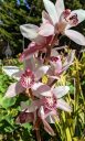 Cymbidium orchid hybrid flowers, grown outdoors in Pacifica, California