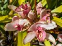 Badly damaged Cymbidium orchid hybrid flowers, flowers damaged from storms and winds, grown outdoors in Pacifica, California