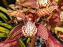 Cymbidium tracyanum, orchid species flower, grown outdoors in Pacifica, California