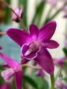 Dendrobium kingianum 'TR Samara', Pink Rock Orchid, orchid species flower, bright purple flower, Gold Coast Cymbidium Society Show, Cymbidium Orchid Show 2023, Redwood City, California