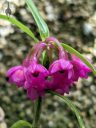 Epidendrum melanogastropodium, orchid species flowers, cluster of small purple flowers, miniature orchid, grown outdoors in Pacifica, California