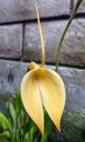 Masdevallia coccinea var. xanthina 'M Wayne Miller' AM/AOS, orchid species flower, large yellow flower, grown outdoors in Pacifica, California