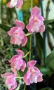 Odontoglossum Prince Vultan x Cochlioda Louis Posey, orchid hybrid flowers, pink flowers, Gold Coast Cymbidium Society Show, Cymbidium Orchid Show 2023, Redwood City, California