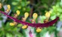 Bulbophyllum falcatum, orchid species flowers, tiny flowers, weird flowers, Conservatory of Flowers, Golden Gate Park, San Francisco, California