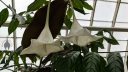 Osa pulchra, large white bell-shaped flowers, rare plant, Conservatory of Flowers, Golden Gate Park, San Francisco, California