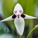 Pleurothallis viduata, orchid species flower, small flower, mini orchid, purple and white flower, pleurothallid, Conservatory of Flowers, Golden Gate Park, San Francisco, California