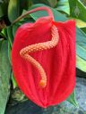 Spiral anthurium, bright red flower, Conservatory of Flowers, Golden Gate Park, San Francisco, California
