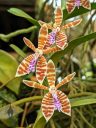 Trichoglottis smithii, orchid species flowers, Conservatory of Flowers, Golden Gate Park, San Francisco, California