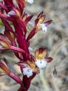 Corallorhiza maculata, Spotted Coral Root, orchid species flowers, leafless orchid, weird orchid, growing wild near Durango, Colorado