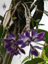 Dendrobium victoriae-reginae, orchid species flowers, bluish purple flowers, flowers hanging down on long pseudobulbs, Conservatory of Flowers, Golden Gate Park, San Francisco, California