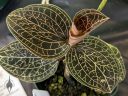 Anoectochilus brevilabris, orchid species leaves, variegated leaves, Jewel Orchid, Orchids in the Park 2022, Golden Gate Park, San Francisco, California