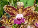 Brassolaeliocattleya Waianae Leopard, Cattleya orchid hybrid flower, Orchids in the Park 2022, Golden Gate Park, San Francisco, California