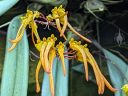 Bulbophyllum thaiorum, orchid species flowers, Cirrhopetalum, yellow flowers, Conservatory of Flowers, Golden Gate Park, San Francisco, California