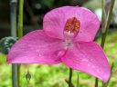 Disa Veitchii, orchid hybrid flower, pink flower, Conservatory of Flowers, Golden Gate Park, San Francisco, California