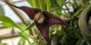 Dracula severa 'Agamemnon', orchid species flower, strange flower, monkey orchid, Conservatory of Flowers, Golden Gate Park, San Francisco, California