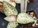 Goodyera schlechtendaliana, orchid species leaves, variegated leaves, Jewel Orchid, green and white leaves, Orchids in the Park 2022, Golden Gate Park, San Francisco, California