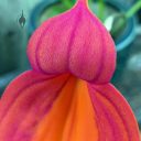 Masdevallia veitchiana 'Sheryll', orchid species flower, flower close-up, purple and orange flower, King of the Masdevallias., gallo gallo in Spanish, waqanki in Quechua, blooming outdoors in Pacifica, California