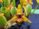 Maxillaria orchid flower, orchid hybrid, Orchids in the Park 2022, Golden Gate Park, San Francisco, California