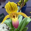 Paphiopedilum Prime Child, orchid hybrid flower, Paph, Lady Slipper, Orchids in the Park 2022, Golden Gate Park, San Francisco, California