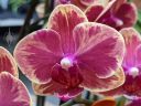 Phalaenopsis flower, orchid hybrid, Phal, Moth Orchid, Orchids in the Park 2022, Golden Gate Park, San Francisco, California