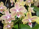 Phalaenopsis flowers, orchid hybrid, Phal, Moth Orchid, Orchids in the Park 2022, Golden Gate Park, San Francisco, California