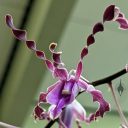 Dendrobium (helix x lasianthera) 'Crystalline', orchid hybrid flower, antelope dendrobium, twisted petals, spiral petals, Orchids in the Park 2023, Golden Gate Park, San Francisco, California