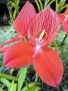 Disa unifora, orchid species flower, Pride of Table Mountain, large flower, red flower, Orchids in the Park 2023, Golden Gate Park, San Francisco, California