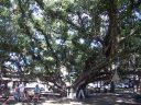 Lahaina Banyan Tree, Ficus benghalensis, paniana, large tree in Lahaina, large tree with people walking underneath, Maui, Hawaii