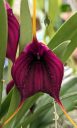 Masdevallia Ronald Leathers, orchid hybrid flower, deep purple flower, Orchids in the Park 2023, Golden Gate Park, San Francisco, California