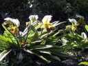 Paphiopedilum orchid flowers, Paph, Lady Slippers, flowers and leaves, Kula Botanical Gardens, Kula, Maui, Hawaii
