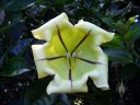 Solandra maxima, Cup of Gold Vine flower, Golden Chalice Vine, Hawaiian Lily, large flower, Kula Botanical Gardens, Kula, Maui, Hawaii