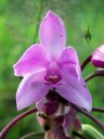 Spathoglottis plicata, orchid species flower, Philippine Ground Orchid, Garden of Eden Arboretum, Haiku, Maui, Hawaii