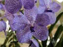 Vanda Lavender Lace, orchid hybrid flower, purplish-blue and white flower, Orchids in the Park 2023, Golden Gate Park, San Francisco, California