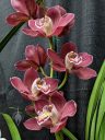 Cymbidium Wallamurra 'Jupiter', orchid hybrid flowers, Pacific Orchid Expo 2023, Golden Gate Park, San Francisco, California