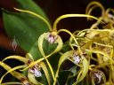 Dendrobium Hilda Poxon, orchid hybrid flowers, Pacific Orchid Expo 2023, Golden Gate Park, San Francisco, California