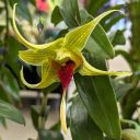 Dendrobium tobaense, orchid species flower, weird flower, green and red flower, strange flower lip, Orchids in the Park 2023, Golden Gate Park, San Francisco, California