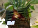 Dracula polyphemus 'J & L's Big Red', orchid species flower, weird flower, pleurothallid, Pacific Orchid Expo 2023, Golden Gate Park, San Francisco, California