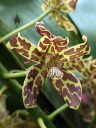 Grammatophyllum flower, spotted flower, Orchids in the Park 2023, Golden Gate Park, San Francisco, California