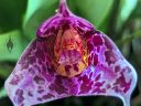 Masdevallia chaparensis 'Rip Off', orchid species flower, flower close up, pleurothallid, flower with purple spots, Orchids in the Park 2023, Golden Gate Park, San Francisco, California